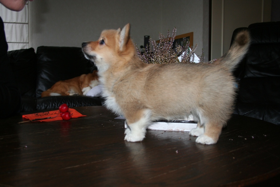 Puppies